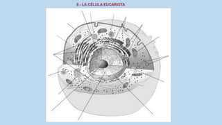 La Célula eucariota