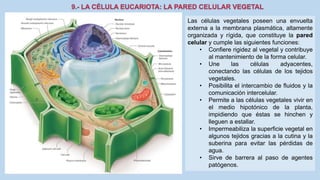 La Célula eucariota