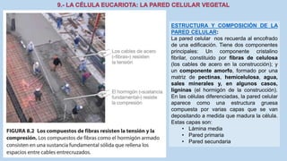 La Célula eucariota