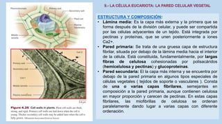 La Célula eucariota