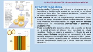 La Célula eucariota