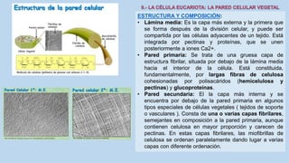 La Célula eucariota