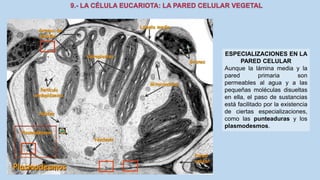 La Célula eucariota