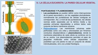 La Célula eucariota