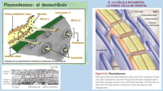 La Célula eucariota