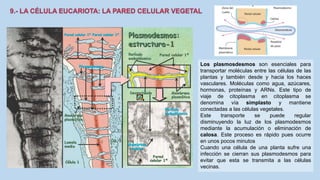 La Célula eucariota