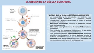 La Célula eucariota