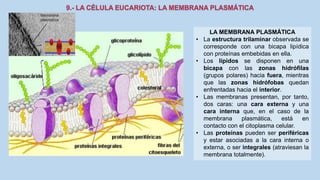 La Célula eucariota