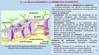 La Célula eucariota
