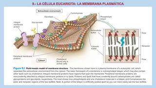 La Célula eucariota