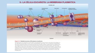 La Célula eucariota