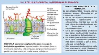 La Célula eucariota