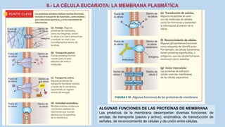 La Célula eucariota