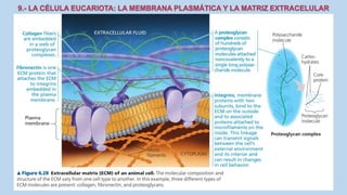 La Célula eucariota