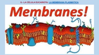 La Célula eucariota