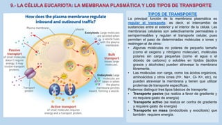 La Célula eucariota