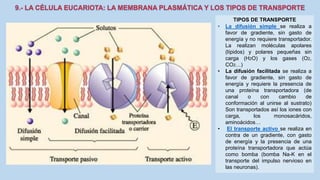 La Célula eucariota