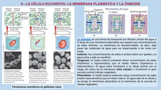 La Célula eucariota
