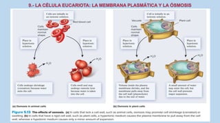 La Célula eucariota