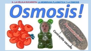 La Célula eucariota