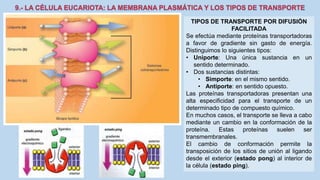 La Célula eucariota
