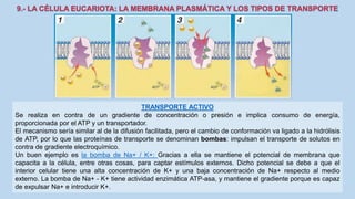 La Célula eucariota