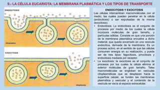 La Célula eucariota