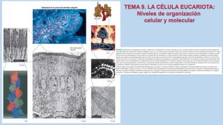 La Célula eucariota
