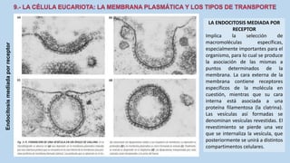La Célula eucariota
