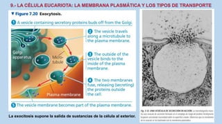 La Célula eucariota