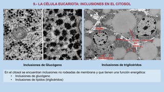 La Célula eucariota