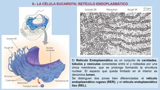 La Célula eucariota