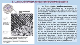 La Célula eucariota
