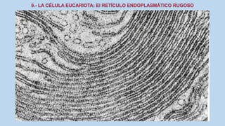 La Célula eucariota