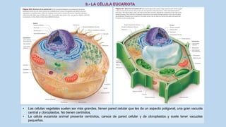 La Célula eucariota