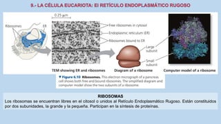 La Célula eucariota