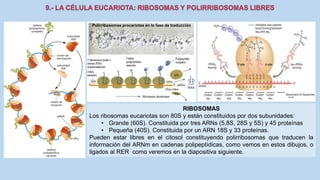 La Célula eucariota