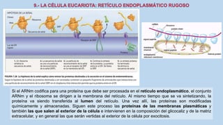 La Célula eucariota