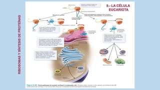 La Célula eucariota