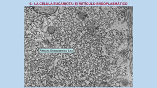 La Célula eucariota