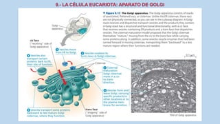 La Célula eucariota