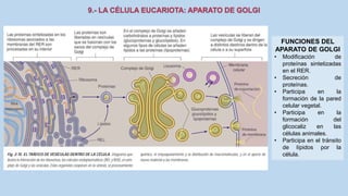 La Célula eucariota