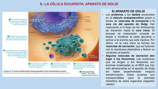La Célula eucariota