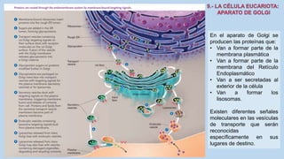 La Célula eucariota