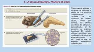 La Célula eucariota