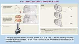 La Célula eucariota