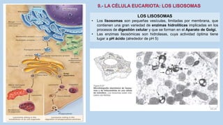 La Célula eucariota