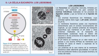 La Célula eucariota