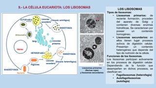 La Célula eucariota