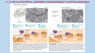La Célula eucariota